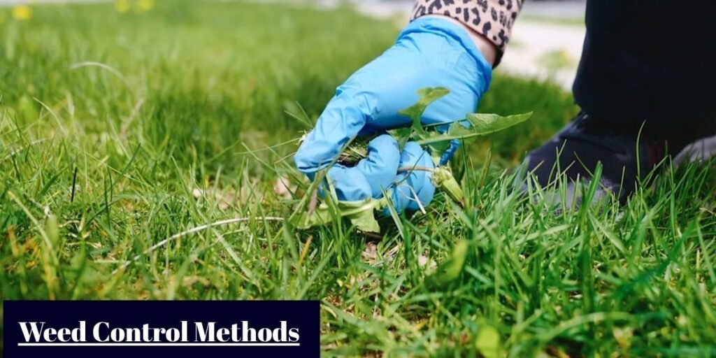 Weed Control