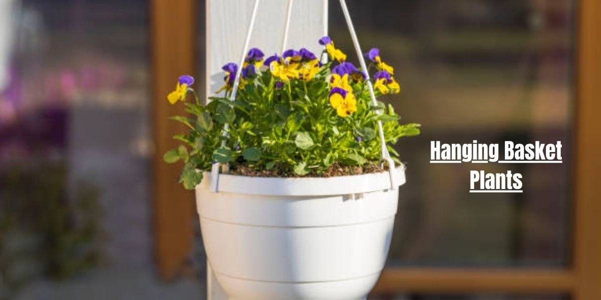 Best Hanging Basket Plants That Like Shade