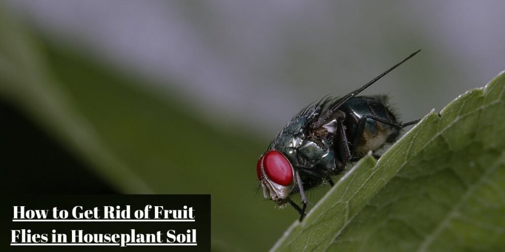 How to Get Rid of Fruit Flies in Plants