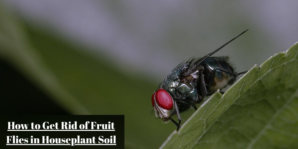 How to Get Rid of Fruit Flies in Plants