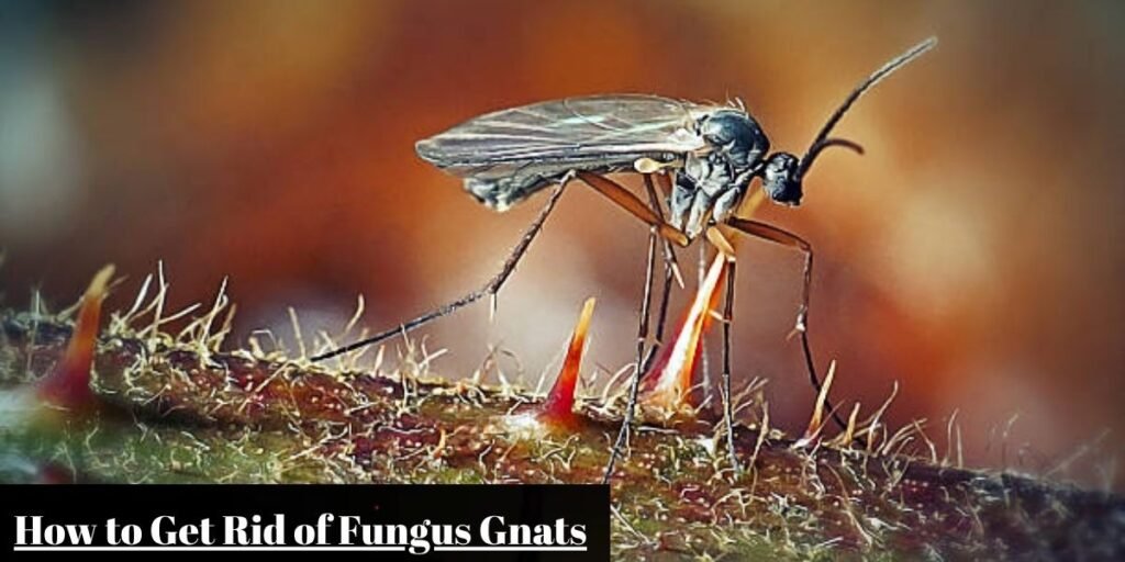 How to Get Rid of Fungus Gnats