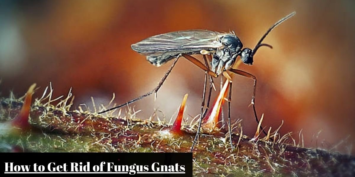 How to Get Rid of Fungus Gnats