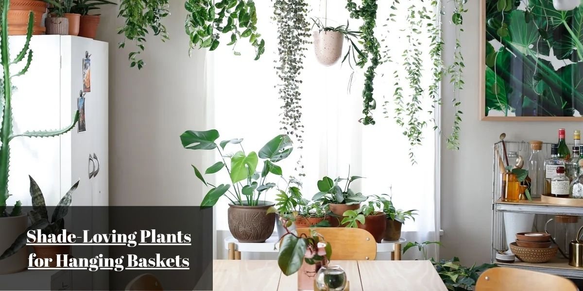 Shade-Loving Plants for Hanging Baskets