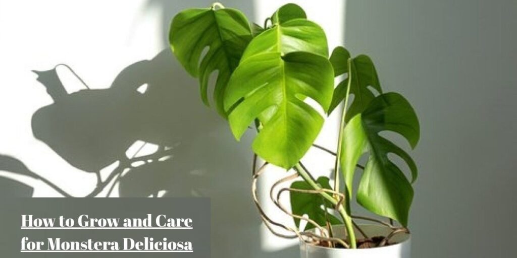 How to Grow and Care for Monstera Deliciosa