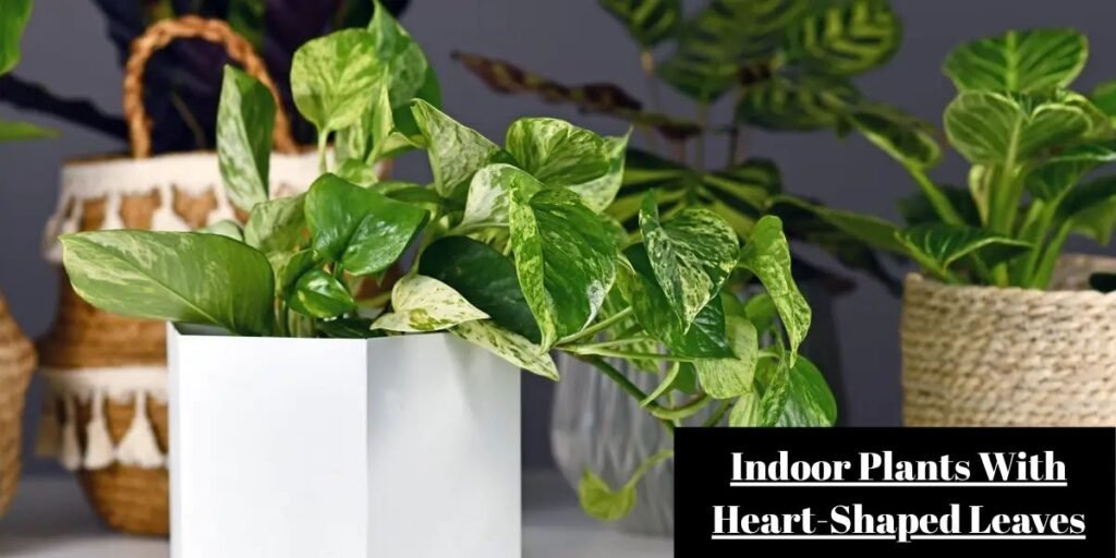 Indoor Plants With Heart-Shaped Leaves