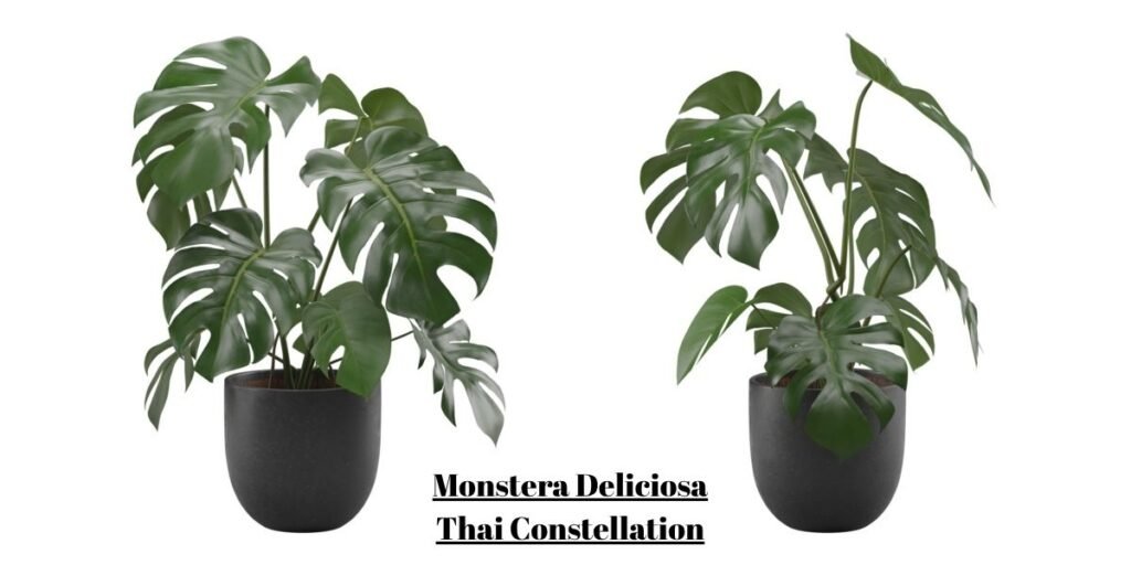 Monstera Deliciosa Thai Constellation