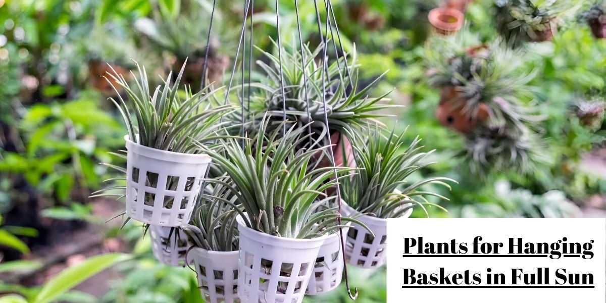Plants for Hanging Baskets in Full Sun